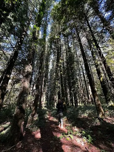 Una camminatrice piccola fra i tronchi dritti degli abeti