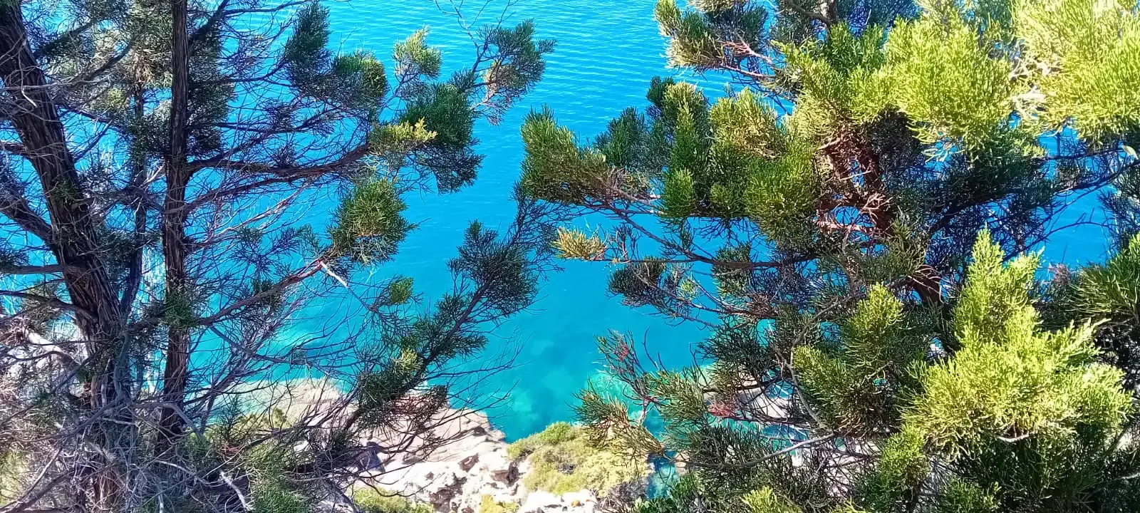 Il mare turchese visto fra i rami dei pini sulla scogliera
